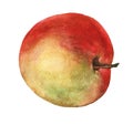 Red apple. Hand drawn watercolor painting Royalty Free Stock Photo