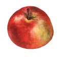 Red apple. Hand drawn watercolor painting