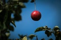 Red apple hanging on branch with green leaves. Shiny delicious apple hanging from a tree branch in an apple orchard Royalty Free Stock Photo