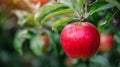 Red Apple Hanging From Tree Branch Royalty Free Stock Photo