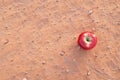 A red apple isolated on a dry desert sand. Food security, desertification and climate change concept