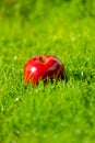 Red apple laying down on the grass