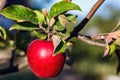 Red apple with lives on apple tree branch in autumn harvest. Ripe juicy apple on the apple tree in fall. Royalty Free Stock Photo