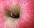 Red apple, macro Royalty Free Stock Photo
