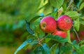 Red apple, nature and fruit product plant outdoor on countryside with farming produce. Fruits, red apples and green leaf Royalty Free Stock Photo