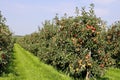 Red apple orchard