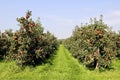 Red apple orchard