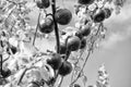 red apple orchard harvest of fruit. photo of apple orchard harvest. apple orchard harvest. Royalty Free Stock Photo