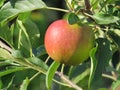 Red apple Royalty Free Stock Photo