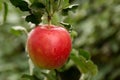 red apple with raindrops hanging Royalty Free Stock Photo