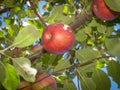 Red apple ripens on the branch in the orchard