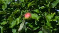 Red apple riping on branch in sunlight, selective focus, shallow DOF
