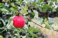 Red apple rubin on branch at garden after rain