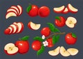 Red apple set, whole fruit and cut into slices, halves and quarters pieces, tree branch Royalty Free Stock Photo