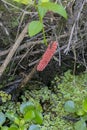 Apple Snail Eggs