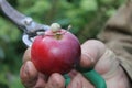 Red Apple with snail, male hand and garden scissors Royalty Free Stock Photo