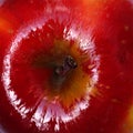 Red apple, square closeup photo, top view