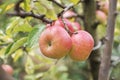 Red apple on the tree branch Royalty Free Stock Photo