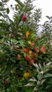 Red apple tree in Ohio Royalty Free Stock Photo