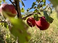 Red apple on a tree in autumn garden close-up. A ripe apple on a branch