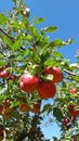 Red apple tree branch Royalty Free Stock Photo
