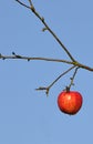 Red apple on tree branch Royalty Free Stock Photo