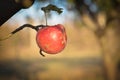 Red apple on a tree branch in an orchard in autumn. Royalty Free Stock Photo