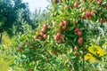 Red apple tree branch weighed down with ripe fruit Royalty Free Stock Photo