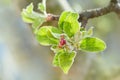 Red apple tree buds in spring