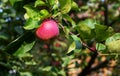 Red apple on a tree close-up. A ripe apple on a branch. Harvesting apples. Juicy beautiful fruits on the tree. Apple variety Oryol Royalty Free Stock Photo