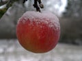 A red apple on a tree covered in snow. Royalty Free Stock Photo