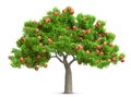 A red apple tree isolated 3D illustration Royalty Free Stock Photo