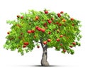 Red apple tree isolated 3D illustration Royalty Free Stock Photo