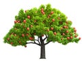 Red apple tree isolated 3D illustration Royalty Free Stock Photo