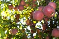 Red apple tree Royalty Free Stock Photo