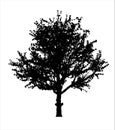 Red apple tree silhouette