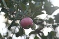 Red apple on a tree