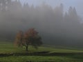 Red apple tree under the morning light in a field covered with a light fog Royalty Free Stock Photo