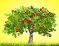 Red apple tree on yellow background with grass Royalty Free Stock Photo