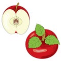 Red Apple. Vector red apples that are split in half from the white background.