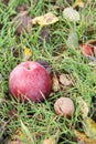 Red apple and walnut lay on the ground in grass and dry autumn leaves Royalty Free Stock Photo