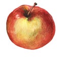 Red apple. Watercolor hand painting illustration