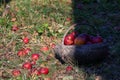 Red Apple In A Wooden Basket Royalty Free Stock Photo