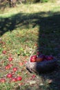 Red Apple In A Wooden Basket Royalty Free Stock Photo