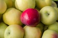 Red apple with yellow and green apples Royalty Free Stock Photo