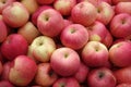 Red apples Royalty Free Stock Photo