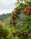 Red Apples of the Apple Isle, Tasmania