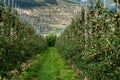 Red apples in an apple plantation in South Tyrol