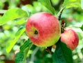 Red apples on an apple tree