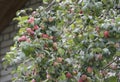 Red apples on apple tree branch